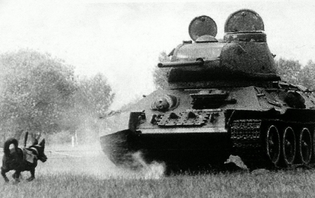 Soviet Anti-Tank Dogs